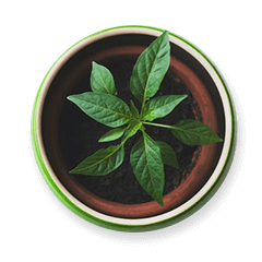 Vertical Garden Products & Kits potted plant.png